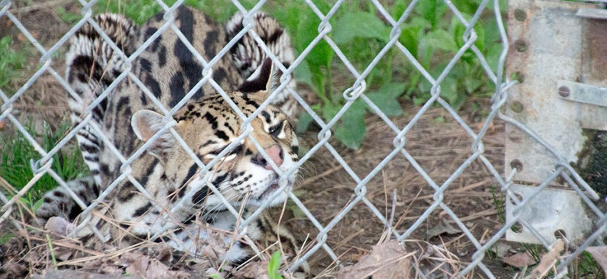 Trip to the Carolina Tiger Rescue