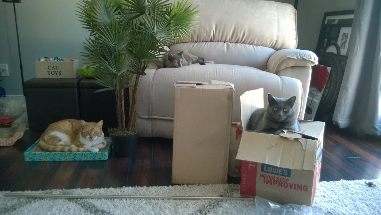 Owen, Taby, and Riley look kind of like they are in a jungle